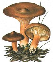 Lactaire roux. Dessin. Cliquer pour agrandir l'image.