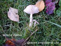 Lactaire tranquille. Cliquer pour agrandir l'image.