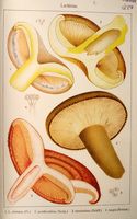 Lactaires. Planche Ricken 9. Cliquer pour agrandir l'image.