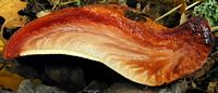 Langue de boeuf. Cliquer pour agrandir l'image.