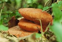 Langue de boeuf. Cliquer pour agrandir l'image.