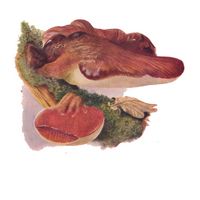 Langue de boeuf. Dessin. Cliquer pour agrandir l'image.