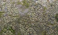 Lécanore du charme. Cliquer pour agrandir l'image.