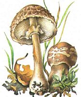Lépiote déguenillée. Dessin. Cliquer pour agrandir l'image.
