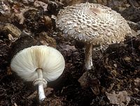 Lépiote déguenillée. Cliquer pour agrandir l'image.