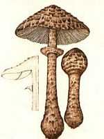 Lépiote élevée. Dessin. Cliquer pour agrandir l'image.