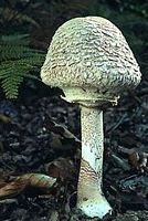 Lépiote élevée. Cliquer pour agrandir l'image.