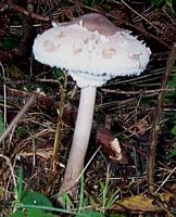 Lépiote élevée. Cliquer pour agrandir l'image.