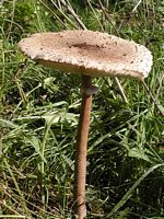 Lépiote élevée. Cliquer pour agrandir l'image. Lépiote élevée. Cliquer pour agrandir l'image.