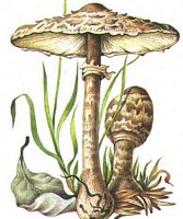 Lépiote élevée. Dessin. Cliquer pour agrandir l'image.