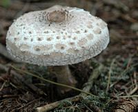 Lépiote élevée. Diamètre du chapeau : 20 cm. Cliquer pour agrandir l'image.