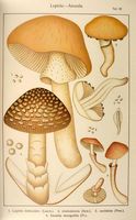 Lépiotes. Planche Ricken 82. Cliquer pour agrandir l'image.