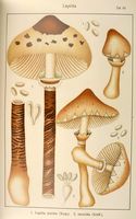Lépiotes. Planche Ricken 83. Cliquer pour agrandir l'image.