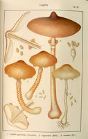Lépiotes. Planche Ricken 85. Cliquer pour agrandir l'image.