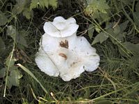 Leucopaxille géant. Cliquer pour agrandir l'image.