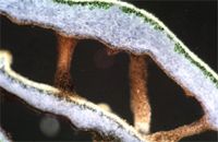 Symbiose. Cliquer pour agrandir l'image.