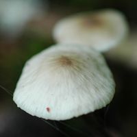 Marasme à odeur d'ail. Les Roches. Cliquer pour agrandir l'image.