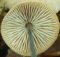 Marasme à odeur d'ail. Lamelles. Cliquer pour agrandir l'image.