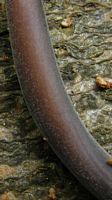 Marasme à odeur d'ail. Pied. Cliquer pour agrandir l'image.