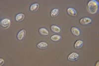 Marasme à odeur d'ail. Spores. Cliquer pour agrandir l'image.