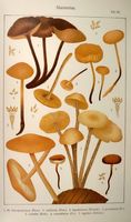 Marasmes. Planche d'identification Ricken 24. Cliquer pour agrandir l'image.