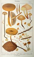 Marasmes. Planche d'identification Ricken 25. Cliquer pour agrandir l'image.