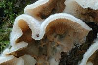 Mérule tremblante. Cliquer pour agrandir l'image.