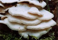Mérule tremblante. Cliquer pour agrandir l'image.