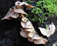 Mérule tremblante. Cliquer pour agrandir l'image.