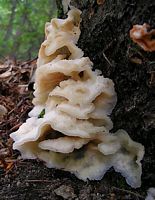 Mérule tremblante. Cliquer pour agrandir l'image.