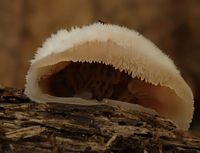 Mérule tremblante. Cliquer pour agrandir l'image.