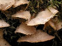Mérule tremblante. Cliquer pour agrandir l'image.