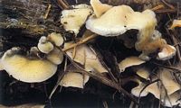 Mérule tremblante. Cliquer pour agrandir l'image.