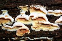 Mérule tremblante. Cliquer pour agrandir l'image.