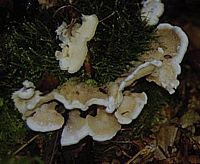 Mérule tremblante. Cliquer pour agrandir l'image.
