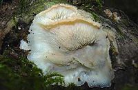 Mérule tremblante. Cliquer pour agrandir l'image.
