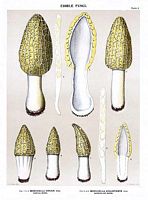 Morille conique. Dessin d'identification. Cliquer pour agrandir l'image.