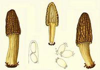 Dessin de boudier. Cliquer pour agrandir l'image.