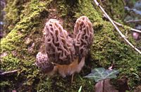 Morille élévée variété purpurascens. Cliquer pour agrandir l'image.
