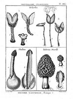 Dessin de lamarck. Cliquer pour agrandir l'image.