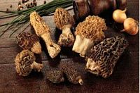 Morilles. Cliquer pour agrandir l'image.