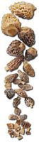 Morilles. Cliquer pour agrandir l'image.