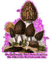 Morilles. Cliquer pour agrandir l'image.