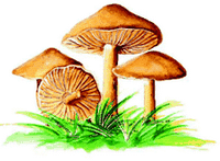 Dessin. Cliquer pour agrandir l'image.