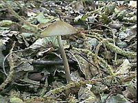 Faux mousseron. Dans les bois. Cliquer pour agrandir l'image.