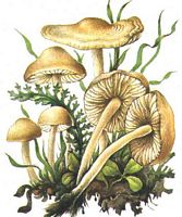 Faux mousseron. Dessin. Cliquer pour agrandir l'image.