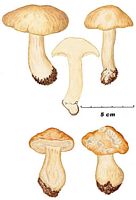 Mousseron vrai. Dessin. Cliquer pour agrandir l'image.