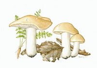 Mousseron vrai. Dessin. Cliquer pour agrandir l'image.