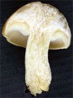 Mousseron vrai. Coupe. Cliquer pour agrandir l'image.