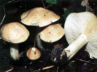 Mousseron vrai. Cliquer pour agrandir l'image. Mousseron vrai. Cliquer pour agrandir l'image.